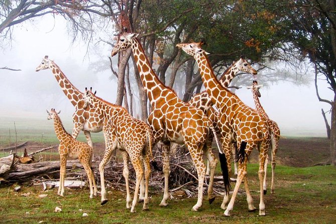 Giraffe Center & Elephant Orphanage Guided Day Tour - Who will enjoy this tour most