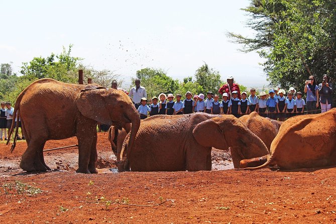 Giraffe Center & Elephant Orphanage Guided Day Tour From Nairobi - Why this Nairobi conservation tour works