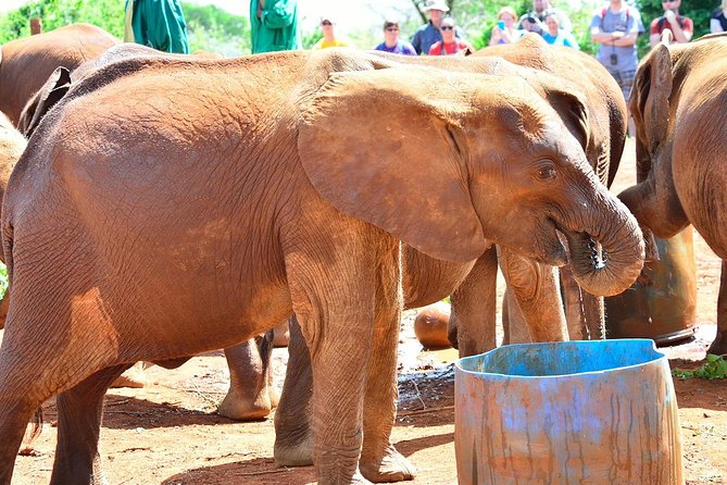 Giraffe Center & Elephant Orphanage Guided Day Tour - Meeting Rothschild giraffes at the Giraffe Center