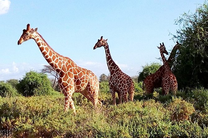 Giraffe center, stedmark animals haven & Nairobi Park Tour - Who will enjoy this tour most