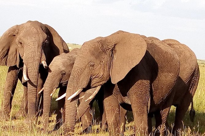 Giraffe center, stedmark animals haven & Nairobi Park Tour - My advice before you go