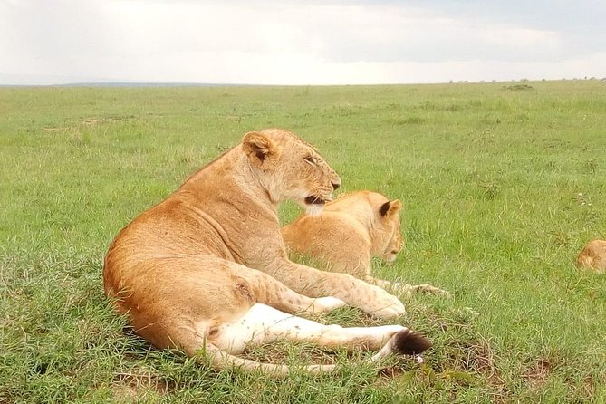 Giraffe center, stedmark animals haven & Nairobi Park Tour - Stedmak Gardens for birds and reptiles