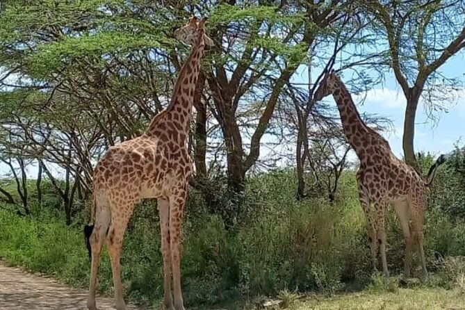 Giraffe Centre and Bomas of Kenya from Nairobi - Meeting your driver at 9:00 a.m.