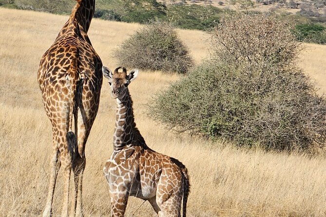 Giraffe Centre and Bomas of Kenya from Nairobi - Kenyan culture at Bomas of Kenya
