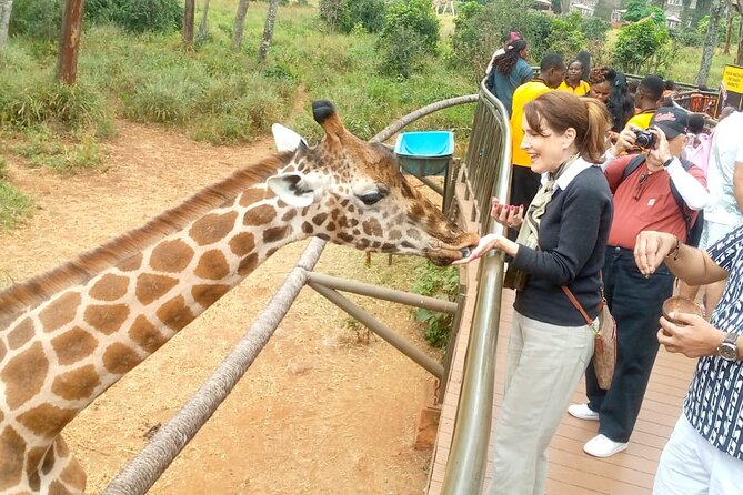 Giraffe Centre and Bomas of Kenya from Nairobi - What the $50 price really covers