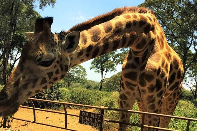 Giraffe Centre and Bomas of Kenya Full-Day Tour from Nairobi - Why this Nairobi day tour works well
