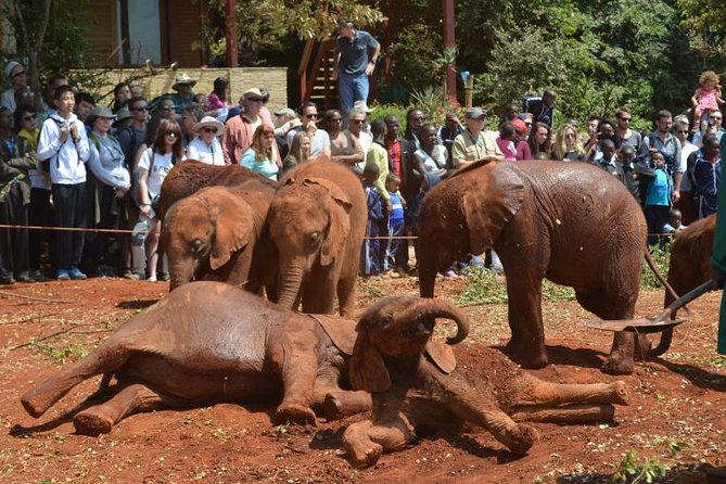 Giraffe Centre, Elephant Orphanage, and Bomas of Kenya Day Tour from Nairobi - Key points before you book