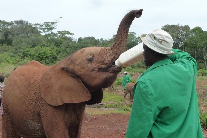 Giraffe Centre, Elephant Orphanage, National Museum & Beads Center - A full Nairobi day with a clear wildlife focus