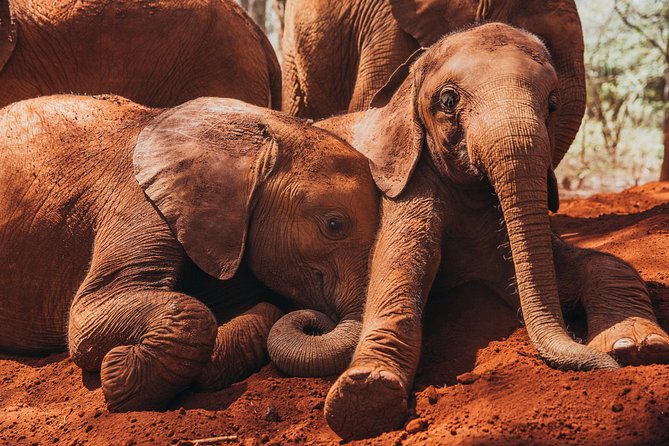 Giraffe Centre, Elephant Orphanage, National Museum & Beads Center - What to make of Snake Park
