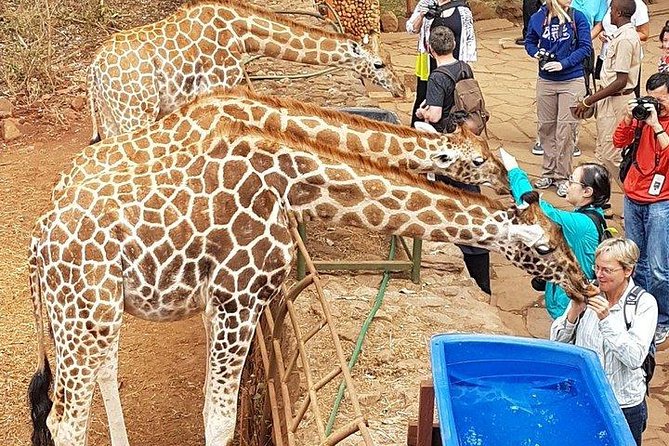 Giraffe Centre, Elephant Orphanage, National Museum & Beads Center - Guides can shape the whole experience