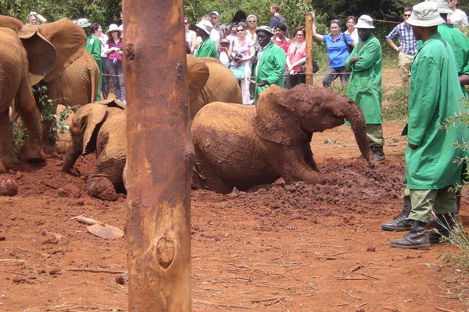 Giraffe Centre, Elephant Orphanage, National Museum & Beads Center - Is $115 a good value in Nairobi?