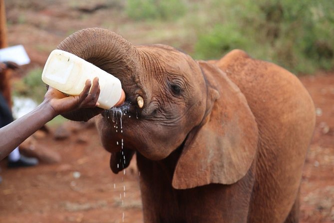 Giraffe Centre, Elephant Orphanage, National Museum & Beads Center - Meeting rescued elephant calves at the Sheldrick Wildlife Trust