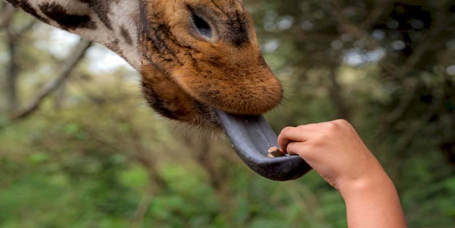 Giraffe, Elephant Orphanage - Five things to know before you go