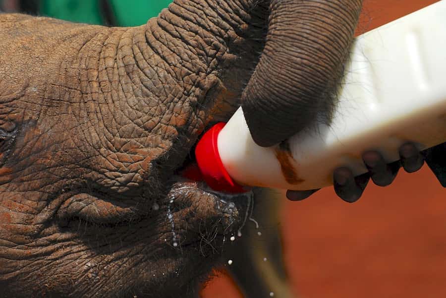 Giraffe, Elephant Orphanage - Guides, vehicles, and the small details that matter