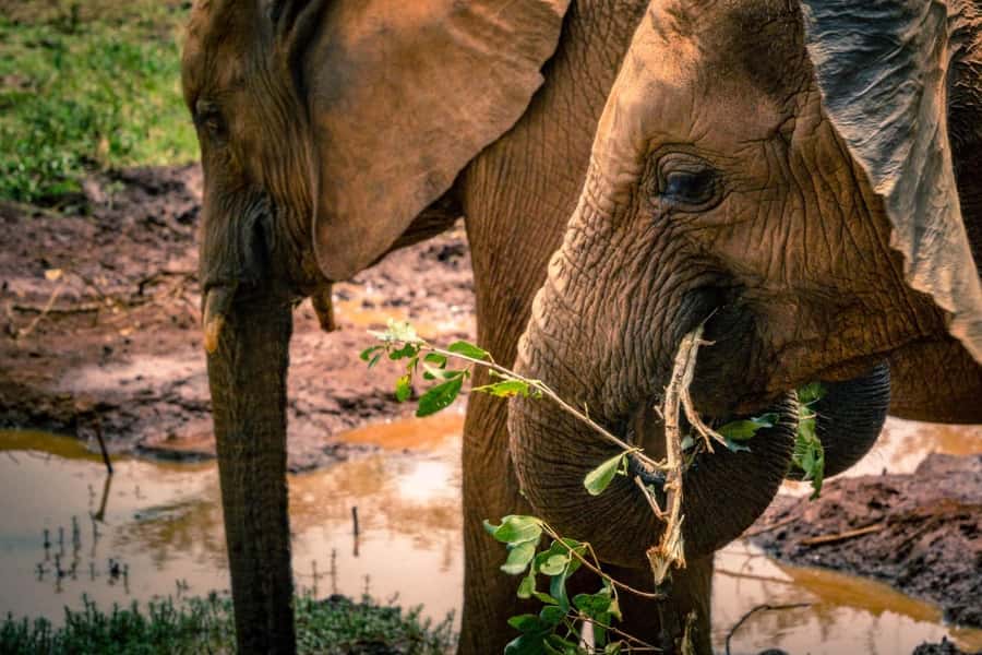 Giraffe, Elephant Orphanage - Who will enjoy this day most