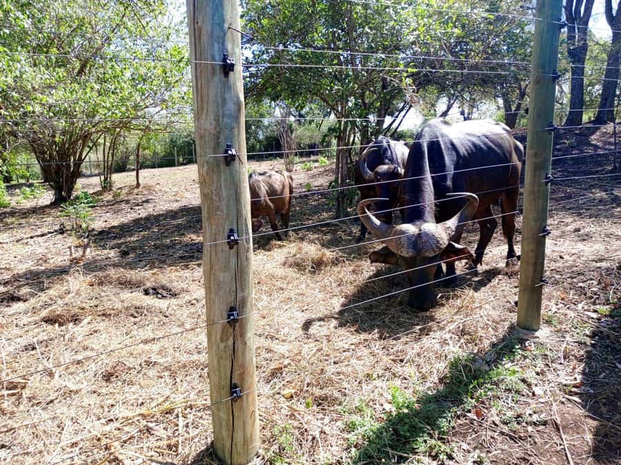 giraffe feeding - What the guide adds to the visit