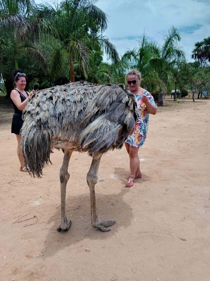 giraffe feeding - First stop: the sanctuary briefing