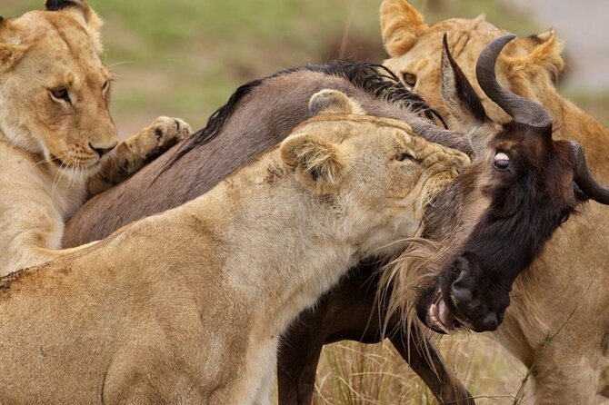 Great Wildebeest Migration Safari in Masai Mara - Key points to know before booking