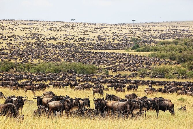 Great Wildebeest Migration Safari in Masai Mara - Why this four-day safari has real appeal
