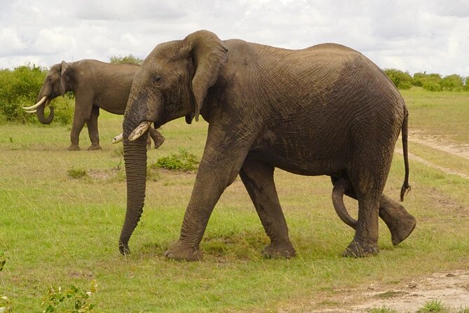 Great Wildebeest Migration Safari in Masai Mara - Day 3: Sunrise, the Mara River, and another long wildlife search