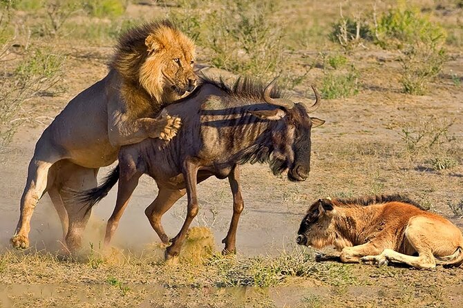 Great Wildebeest Migration Safari in Masai Mara - Who will enjoy this safari most