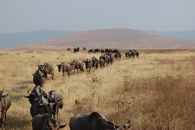Great Wildebeest Migration Safari in Masai Mara - Should you book the Great Wildebeest Migration Safari?