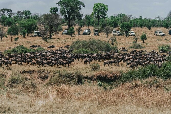 Great Wildebeest Migration Safari in Masai Mara - Day 2: A full day searching for cats and migrating herds