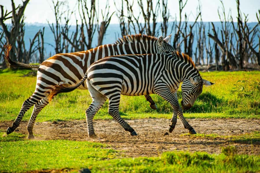 Group joining day trip to Lake Nakuru from Nairobi - Lake Nakuru day trip at a glance
