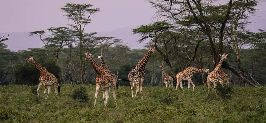 Group joining day trip to Lake Nakuru from Nairobi - Four hours inside Lake Nakuru National Park