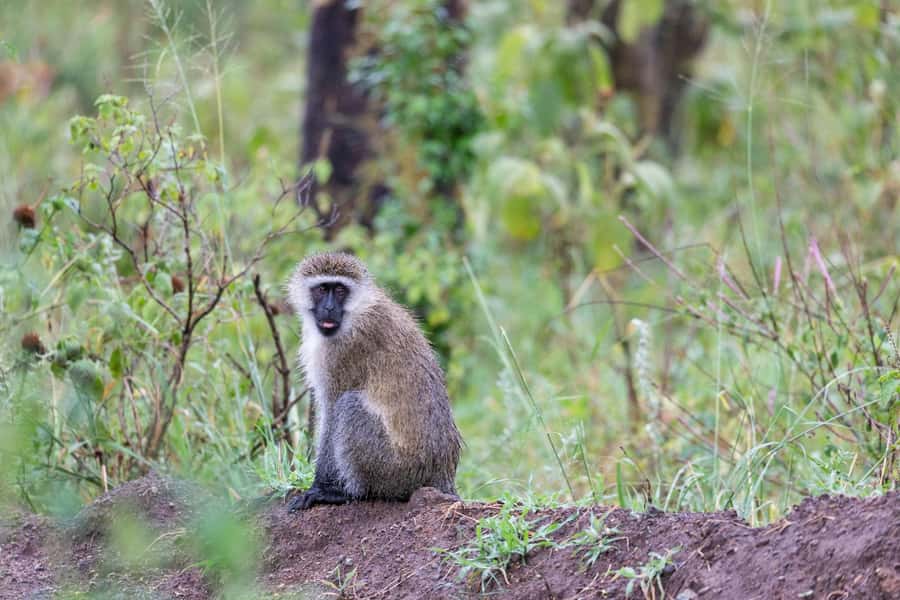 Group joining day trip to Lake Nakuru from Nairobi - Flamingos, rhinos, and realistic wildlife hopes