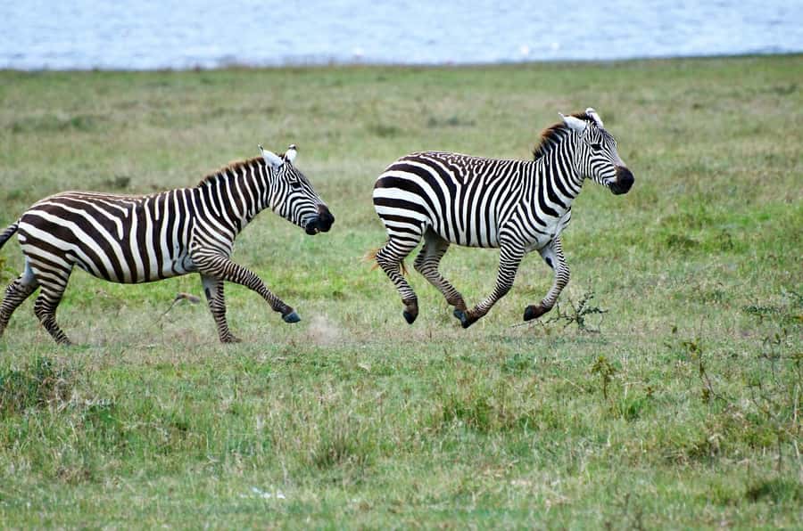 Group joining day trip to Lake Nakuru from Nairobi - What $145 really buys you