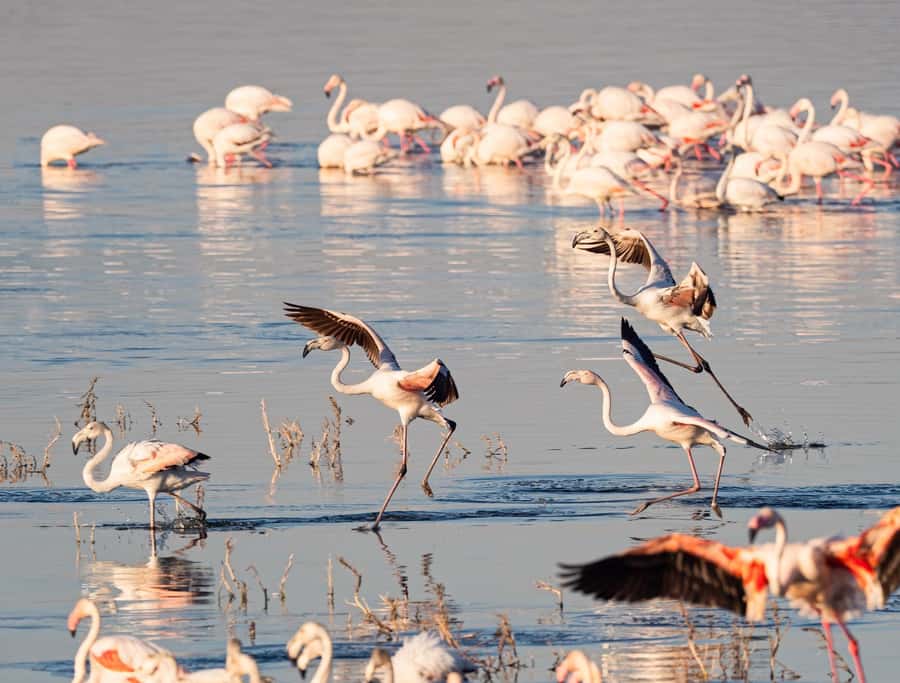 Group joining day trip to Lake Nakuru from Nairobi - The return to Nairobi and the time question