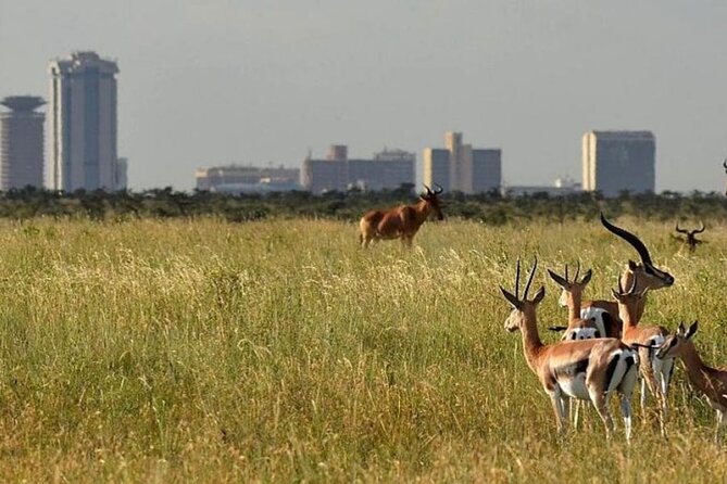 Group Joining Nairobi National Park and Giraffe Center - Entering Nairobi National Park at 6:00 a.m.