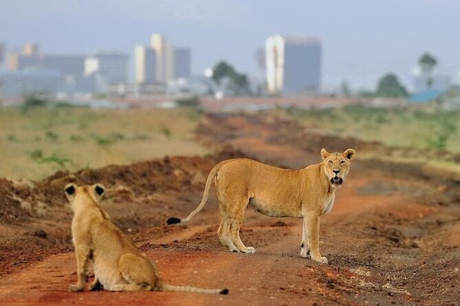 Group Joining Nairobi National Park and Giraffe Center - What the shared safari van is really like