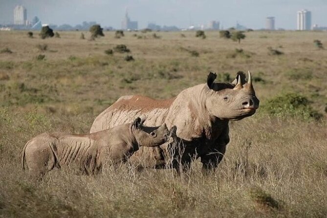 Group Joining Nairobi National Park and Giraffe Center - Guide service, safety, and the human side