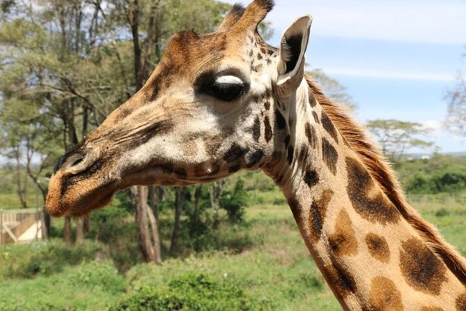 Group Joining Nairobi National Park and Giraffe Center - Who will enjoy this tour most