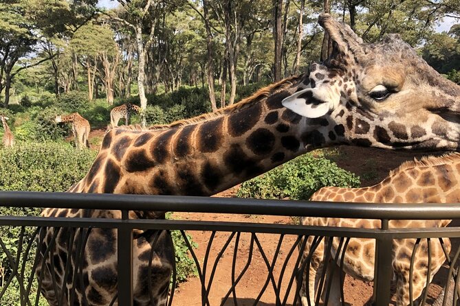 Half Day Excursion Tour in Nairobi - Key points before you reserve