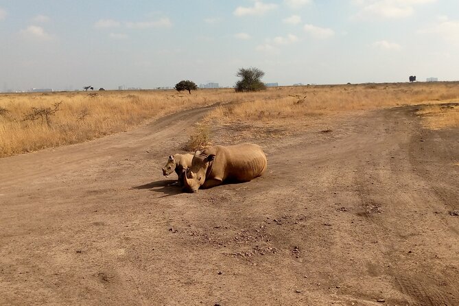 Half Day Morning or Afternoon Guided Tour : Nairobi National Park - Why Nairobi National Park Works for a Short Visit
