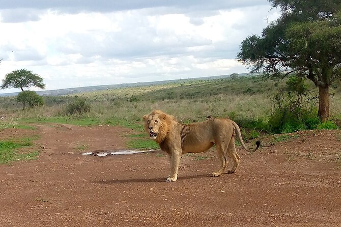 Half Day Morning or Afternoon Guided Tour : Nairobi National Park - The Park Picnic Area