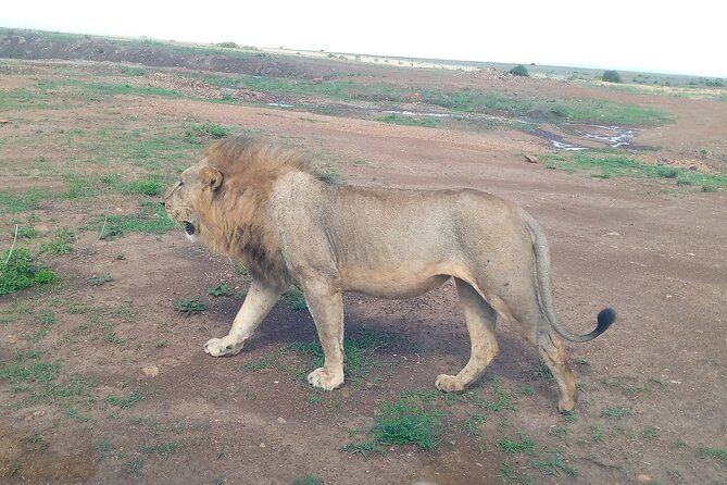 Half Day Morning or Afternoon Guided Tour : Nairobi National Park - What the Private Guide Adds