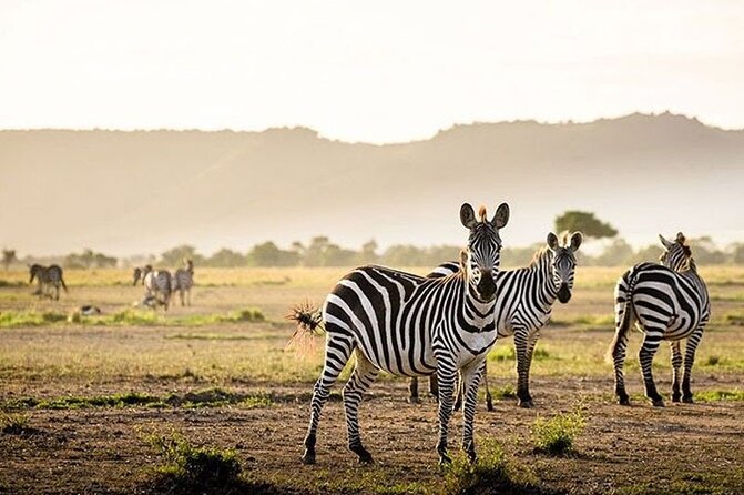 Half Day Morning or Afternoon Guided Tour : Nairobi National Park - Safari Van, Wi-Fi, and Water