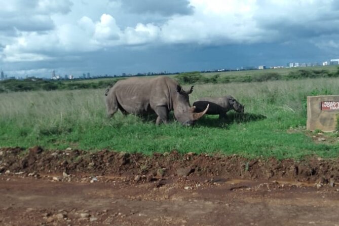 Half Day Morning or Afternoon Guided Tour : Nairobi National Park - The 6 AM Start: More Time for the Park