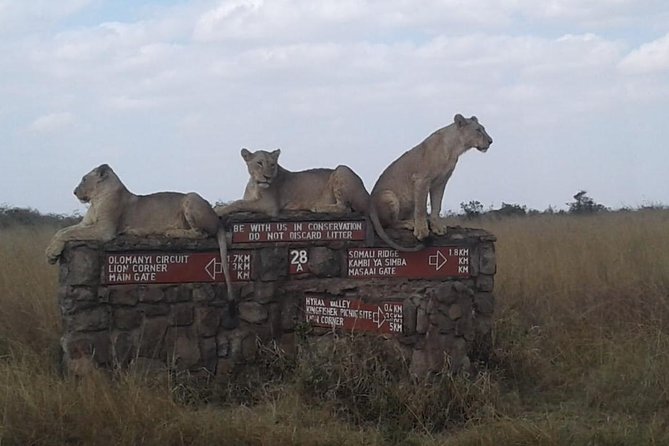 Half Day Nairobi National park - Why Nairobi National Park works for a short safari