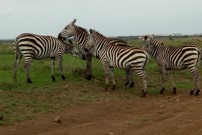 Half Day Nairobi National park - Pickup from a hotel, residence, or airport