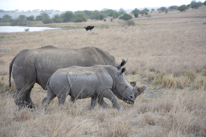 Half-Day Nairobi National Park and Maasai Market with Pick up - Why Nairobi National Park makes a strong first safari