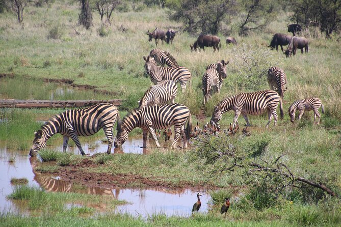 Half-Day Nairobi National Park and Maasai Market with Pick up - What the open-roof Landcruiser adds