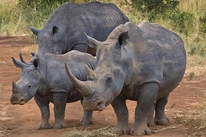 Half-Day Nairobi National Park Private Tour with admission - The private safari vehicle and four-hour game drive