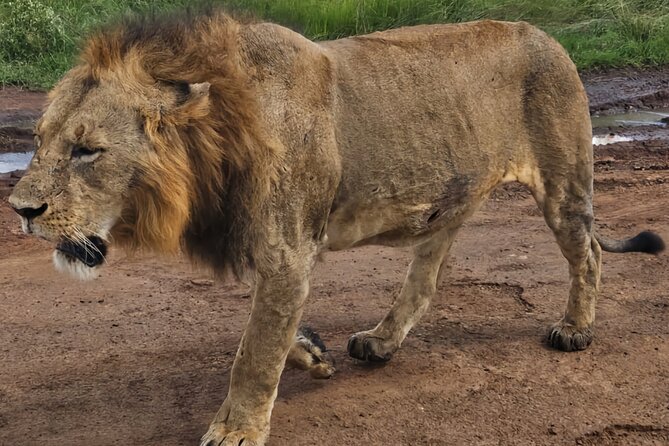 Half-Day Nairobi National Park Private Tour with admission - Transfers, timing, and layover planning