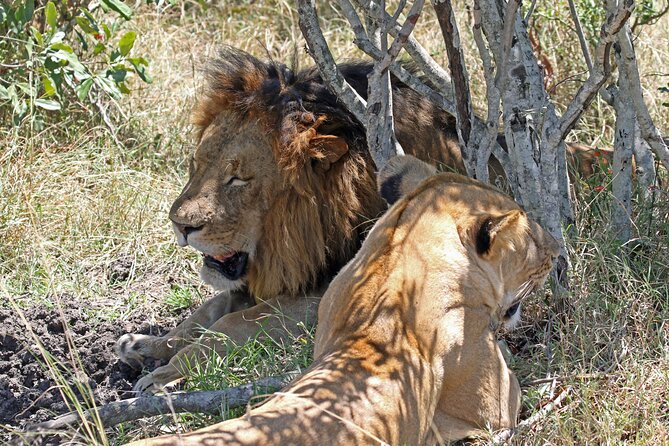 Half-Day Nairobi National Park Private Tour with admission - The one important concern: driver quality