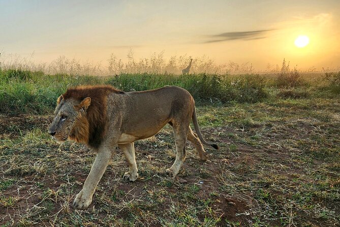 Half-Day Nairobi National Park Private Tour with admission - Who will get the most from this experience?